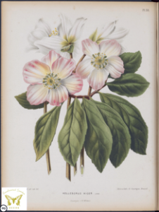 Helleborus niger. Christmas Rose. (1868)