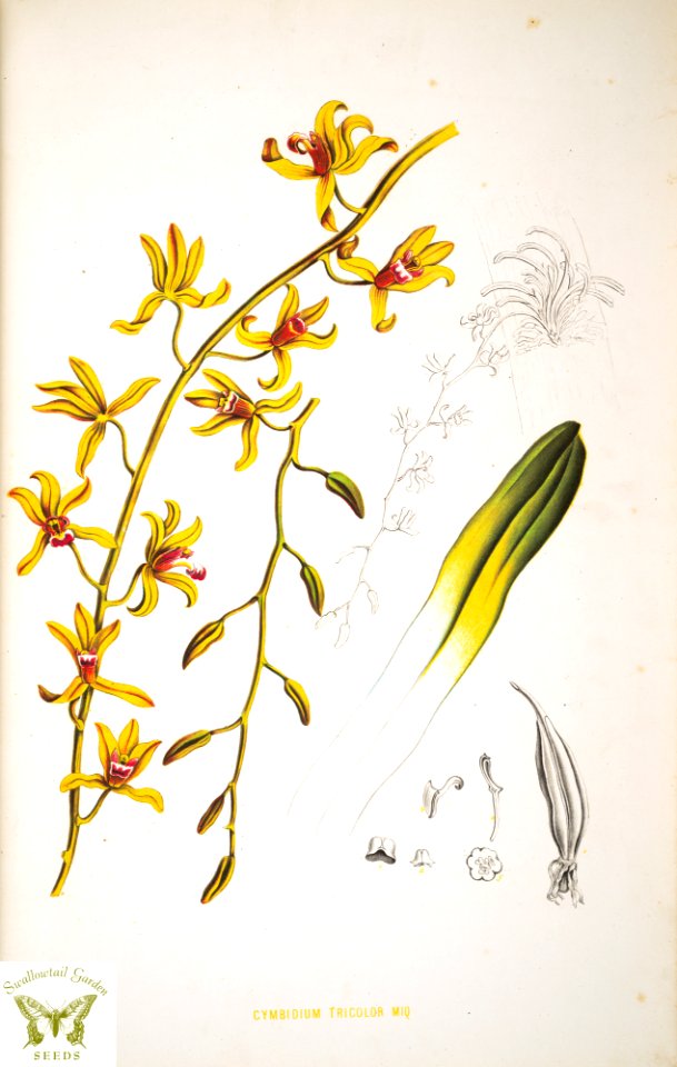 Cymbidium finlaysonianum Lindl. Choix des plantes rares ou nouvelles (1863-1864)