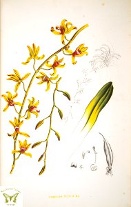 Cymbidium finlaysonianum Lindl. Choix des plantes rares ou nouvelles (1863-1864). Free illustration for personal and commercial use.
