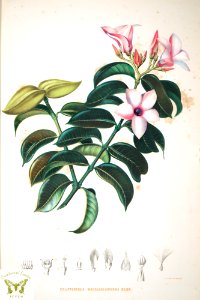 Cryptostegia grandiflora Roxb. ex R. Br. Choix des plantes rares ou nouvelles (1863-1864). Free illustration for personal and commercial use.