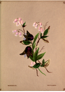 Manzanita and Fritallaria. Flowers from Arcadia (1884). Free illustration for personal and commercial use.