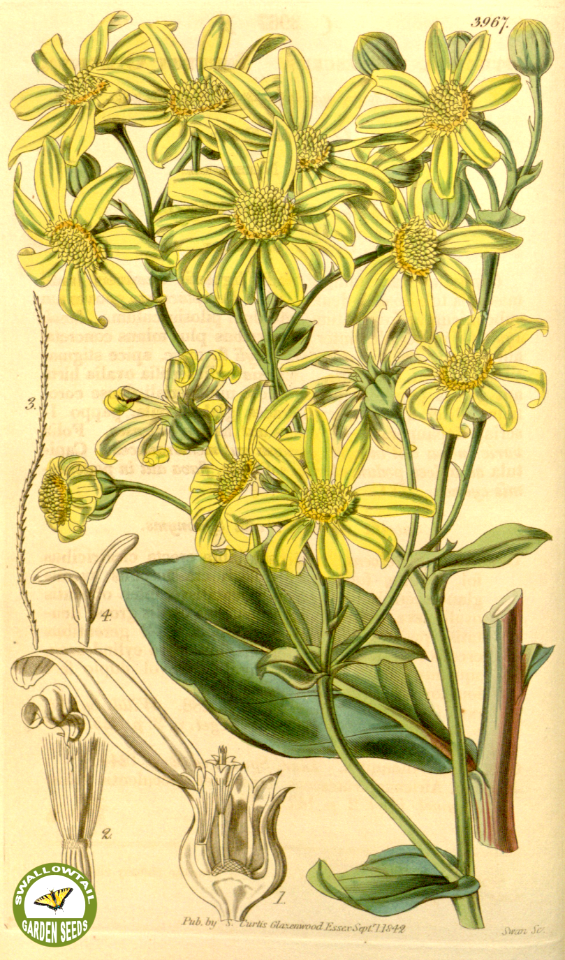 Othonna frutescens.- (1843)