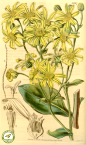 Othonna frutescens.- (1843). Free illustration for personal and commercial use.