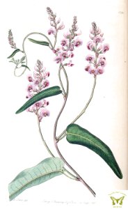 Hardenbergia perbrevidens (1830). Free illustration for personal and commercial use.