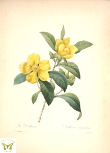 Hibbertia scandens. Guinea Gold Vine. (1833). Free illustration for personal and commercial use.