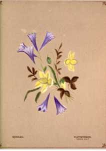 Cluster-lilies and cream cup. Flowers from Arcadia (1884). Free illustration for personal and commercial use.