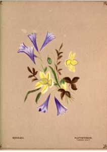 Cluster-lilies and cream cup. Flowers from Arcadia (1884)