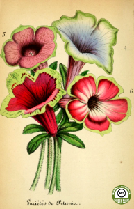 Petunia vartieties. Journal d'horticulture pratique de la Belgique, ou Guide des amateurs et jardiniers vol.13 (1855-56). Free illustration for personal and commercial use.