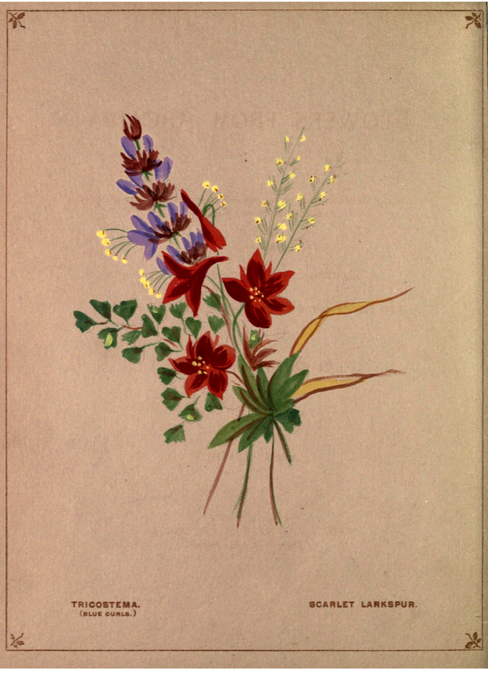 Blue curls and scarlet larkspur. Flowers from Arcadia (1884)