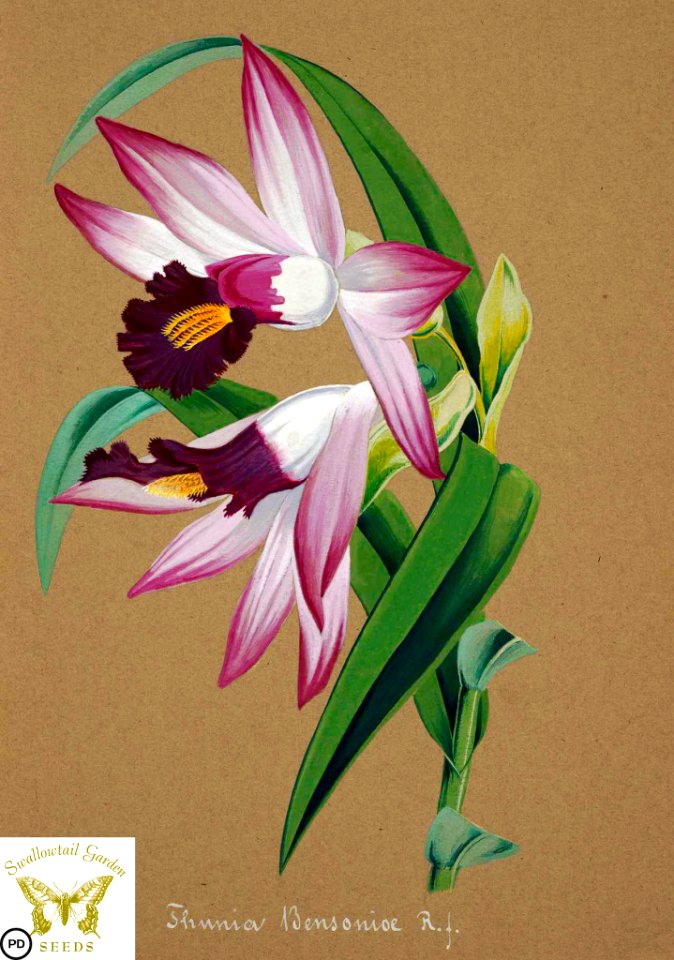 Thunia bensoniae Hook.f. Collection d’orchidées (aquarelles originales) (1850-1870)