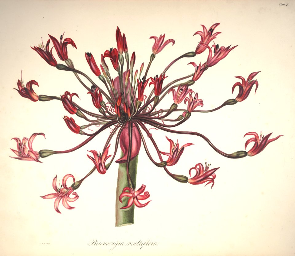 Candelabra flower. Native to South Africa.