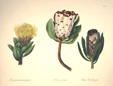 Tree pincushion, Brown-bearded Sugarbush, and black-flowered protea. All native to South Africa.. Free illustration for personal and commercial use.