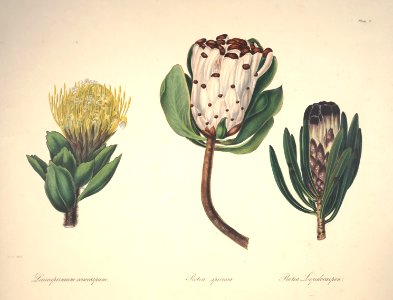 Tree pincushion,  Brown-bearded Sugarbush, and black-flowered protea. All native to South Africa.