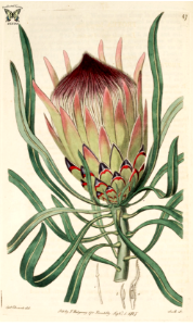 Long-leaf sugarbush. Native to South Africa.