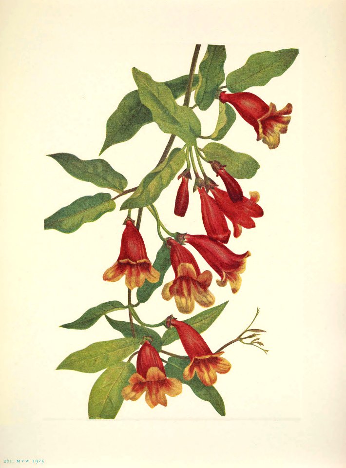 Cross vine, Crossvine. Bignonia capreolata [as Anisostichus capreolata]