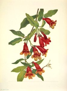 Cross vine, Crossvine. Bignonia capreolata [as Anisostichus capreolata]. Free illustration for personal and commercial use.