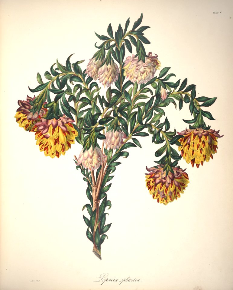 Orange Nodding-Head, Mountain Dahlia, or Shy Flower. Native to South Africa.