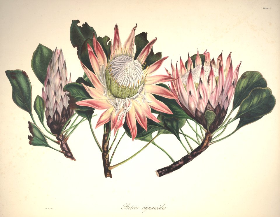 King protea. Native to South Africa.