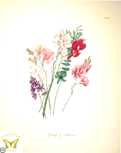 Group of Iridae (Iris family) Specimens of the flora of South Africa. Cape flowers by a lady. By Roupell, A. (1849)