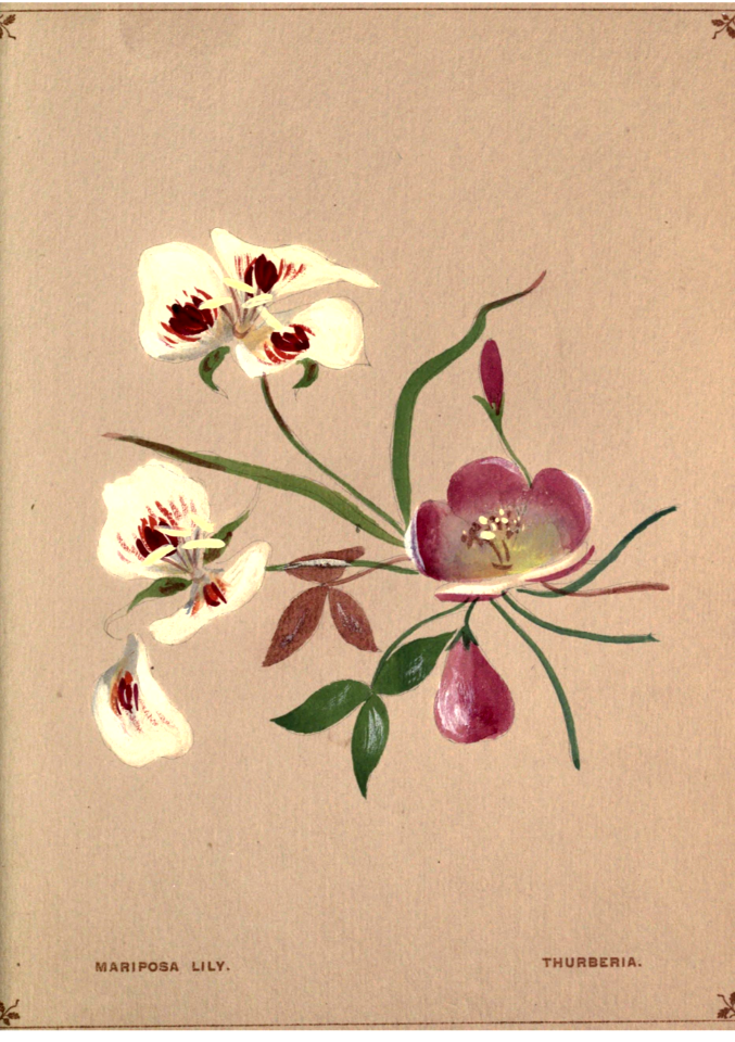 Mariposa lily and Thurberia. Flowers from Arcadia (1884)