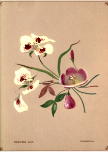 Mariposa lily and Thurberia. Flowers from Arcadia (1884). Free illustration for personal and commercial use.