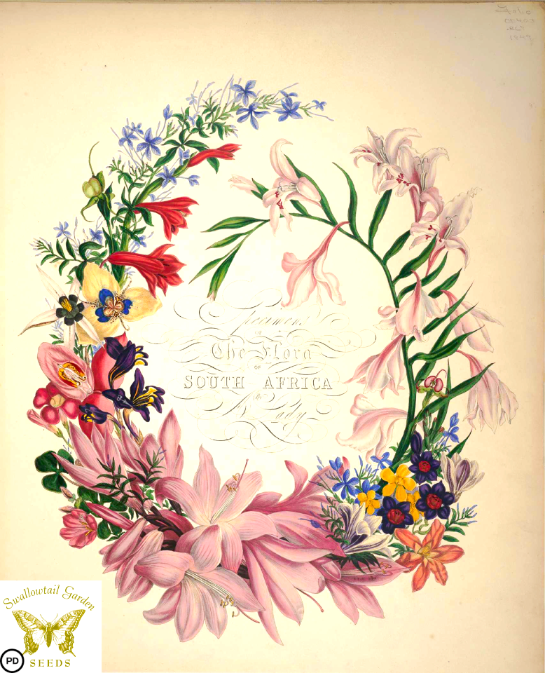Title page. Specimens of the flora of South Africa. Cape flowers by a lady. By Roupell, A. (1849)