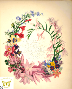 Title page. Specimens of the flora of South Africa. Cape flowers by a lady. By Roupell, A. (1849)