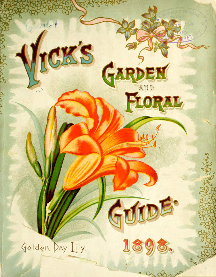 Golden daylily. Vick's Garden and Floral Guide (1898)