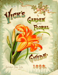 Golden daylily. Vick's Garden and Floral Guide (1898). Free illustration for personal and commercial use.