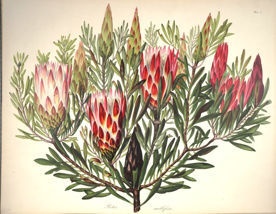 Sugarbush. One of the easiest proteas to grow. Native to South Africa.