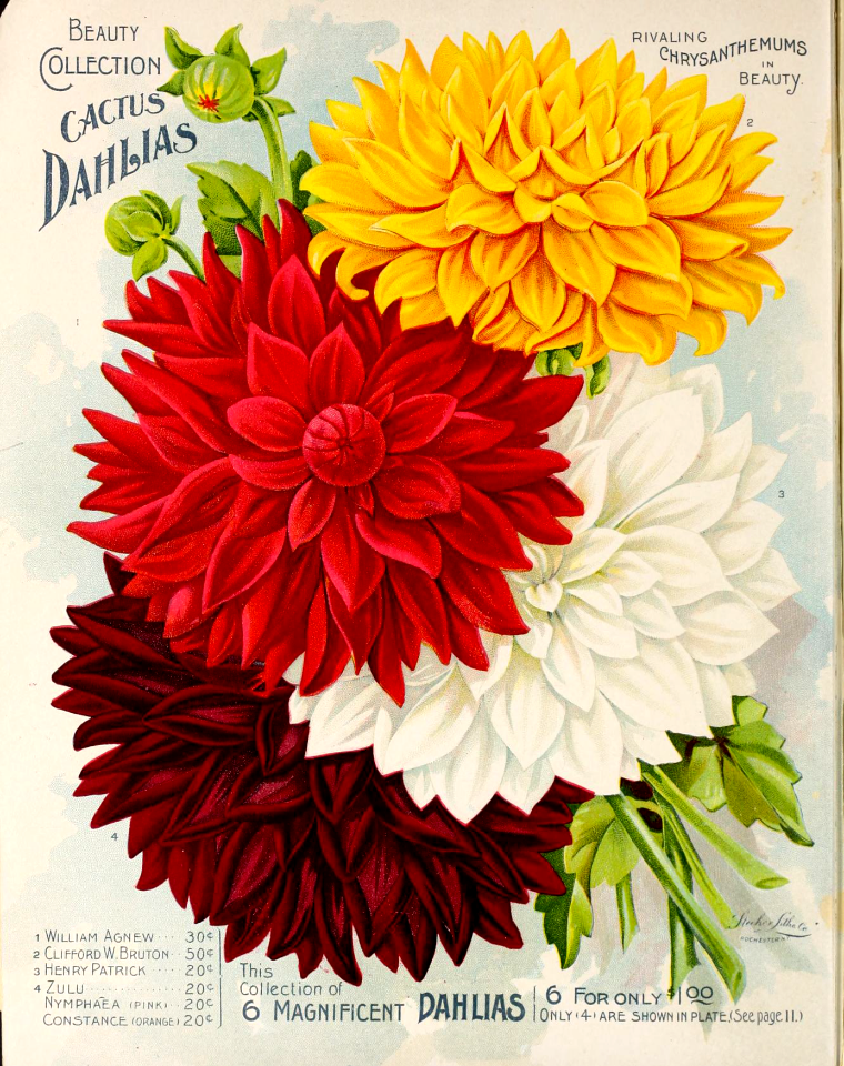 Dahlias, Beauty Collection cactus. Vick's Garden and Floral Guide (1898)