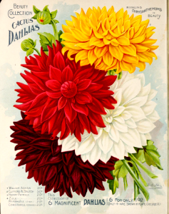 Dahlias, Beauty Collection cactus. Vick's Garden and Floral Guide (1898). Free illustration for personal and commercial use.