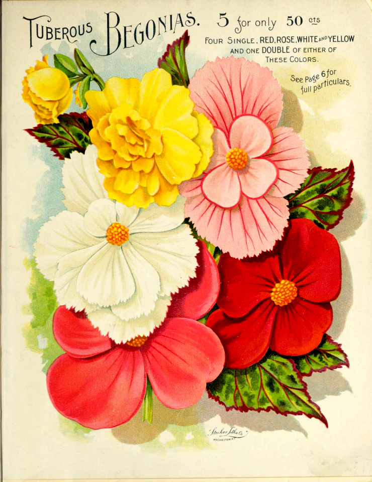 Begonia, tuberous. Vick's Garden and Floral Guide (1898)
