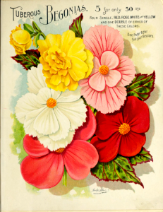 Begonia, tuberous. Vick's Garden and Floral Guide (1898). Free illustration for personal and commercial use.