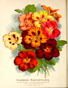 Nasturtium, climbing. Vick's Garden and Floral Guide (1898). Free illustration for personal and commercial use.