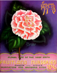 Camellia 'Herme' sweet scented. Fruitland Nurseries (1937-38). Free illustration for personal and commercial use.