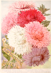 Chinese asters. Vick's Garden and Floral Guide (1895). Free illustration for personal and commercial use.