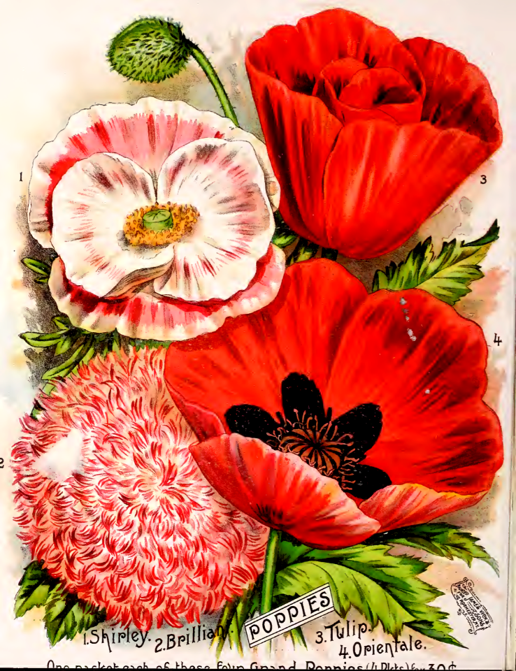 Poppies - Shirley poppy, peony poppy, oriental poppy, and tulip poppy. Vick's Garden and Floral Guide (1894)