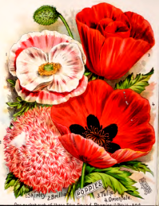 Poppies - Shirley poppy, peony poppy, oriental poppy, and tulip poppy. Vick's Garden and Floral Guide (1894). Free illustration for personal and commercial use.