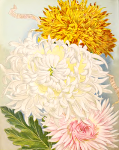 Asters. Vick's Garden and Floral Guide (1894). Free illustration for personal and commercial use.