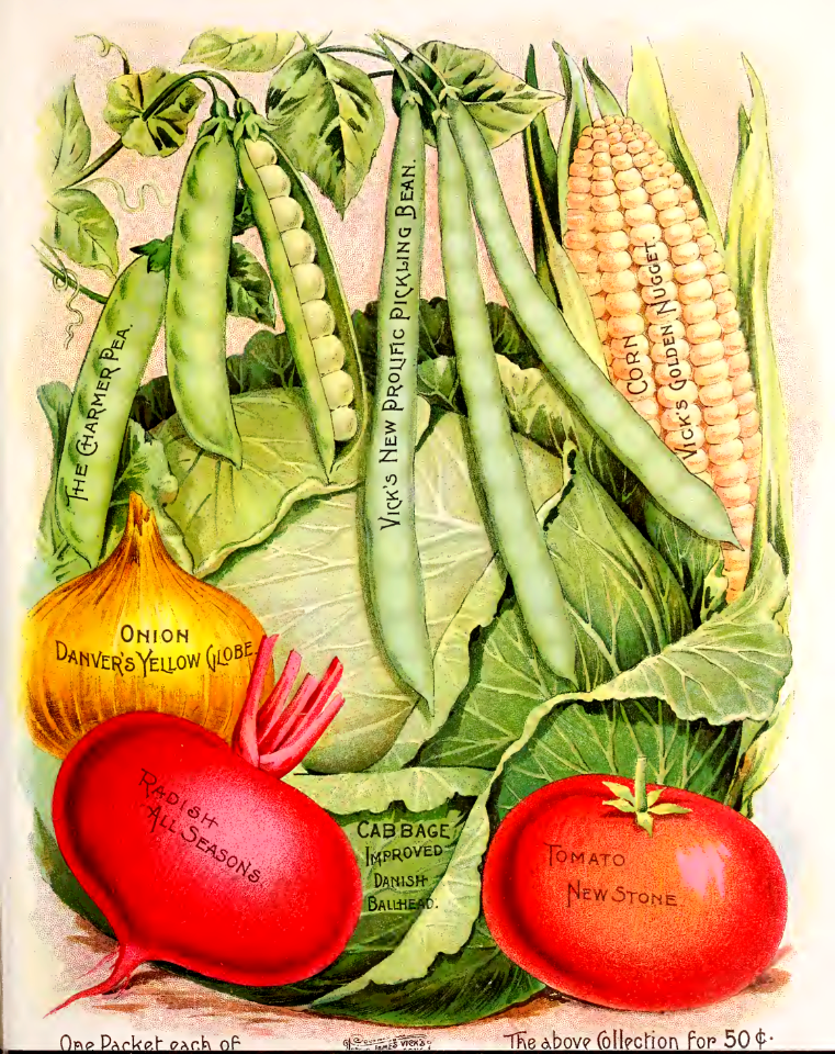 Peas, cabbage, beans, corn, tomato, radish, and onion. Vick's Garden and Floral Guide (1894)