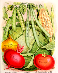 Peas, cabbage, beans, corn, tomato, radish, and onion. Vick's Garden and Floral Guide (1894). Free illustration for personal and commercial use.