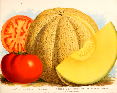 Musk melon and tomatoes. Vick's Garden and Floral Guide (1889). Free illustration for personal and commercial use.