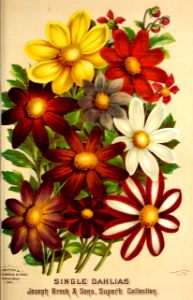 Dahlias, single-flowered. Joseph Breck and Sons (1886). Free illustration for personal and commercial use.
