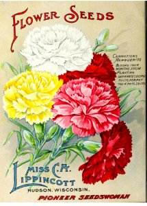 Carnations. Miss C.H. Lippincott Pioneer Seedswoman (1913). Free illustration for personal and commercial use.