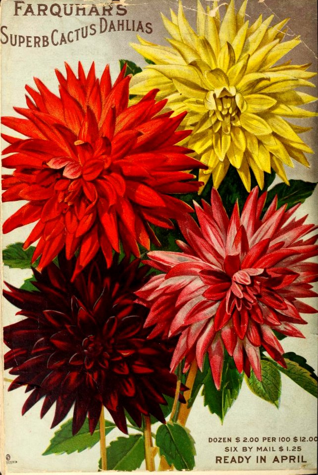 Dahlia cactus flowered. R. & J. Farquhar & Co. (1904?)