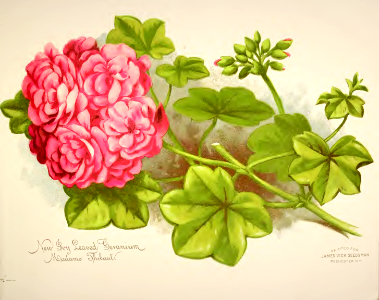 Ivy geranium Madame Thibaut. Vick's Garden and Floral Guide (1889). Free illustration for personal and commercial use.
