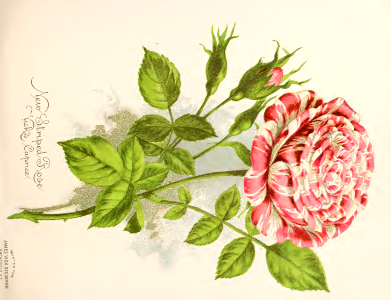 Rose 'Vicks Carpice.' A striped sport of 'Archiduchess Elisabeth d'Autriche.' Vick's Garden and Floral Guide (1889). Free illustration for personal and commercial use.