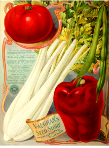 Pepper, tomato, celery, and beans. Vaughan's Seed Store (1906)