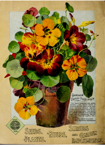 Nasturtium, Chameleon dwarf. W.W. Rawson & Co (1900). Free illustration for personal and commercial use.